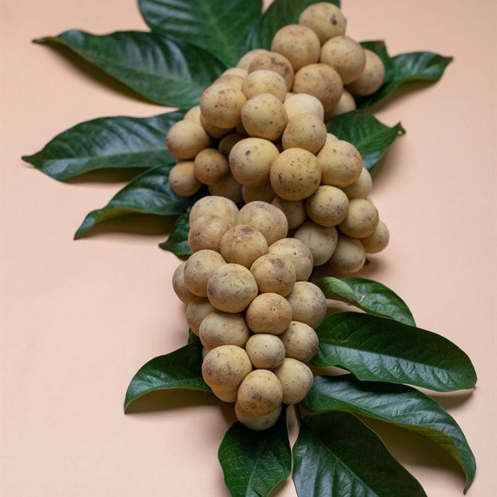 Longan