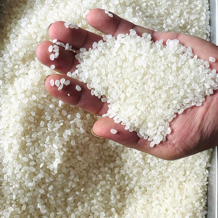 Japonica Rice